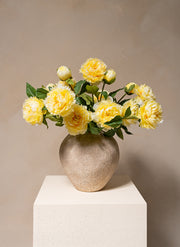 Pivoines - Jaune