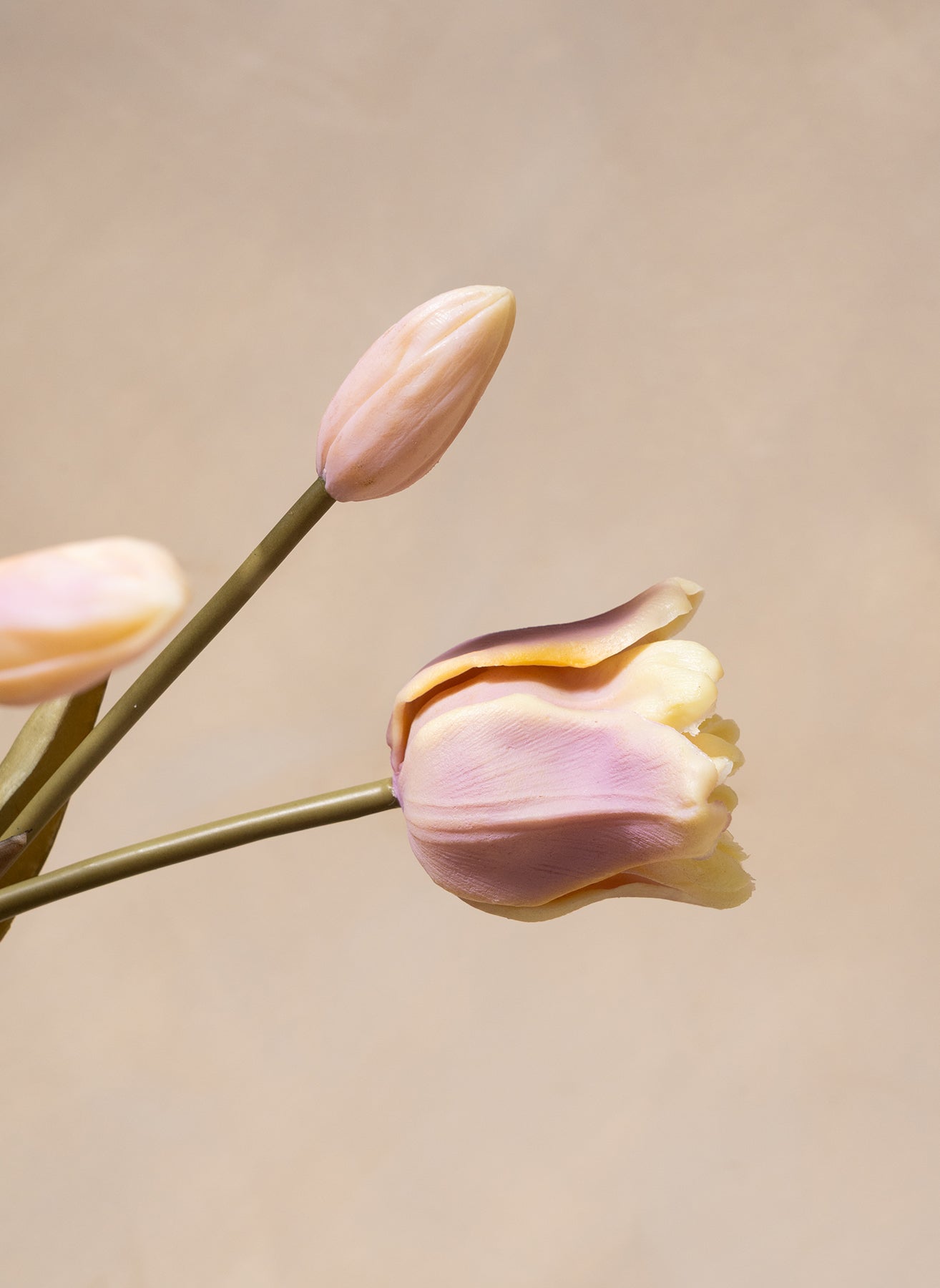 Tulipes Perroquet - Violet