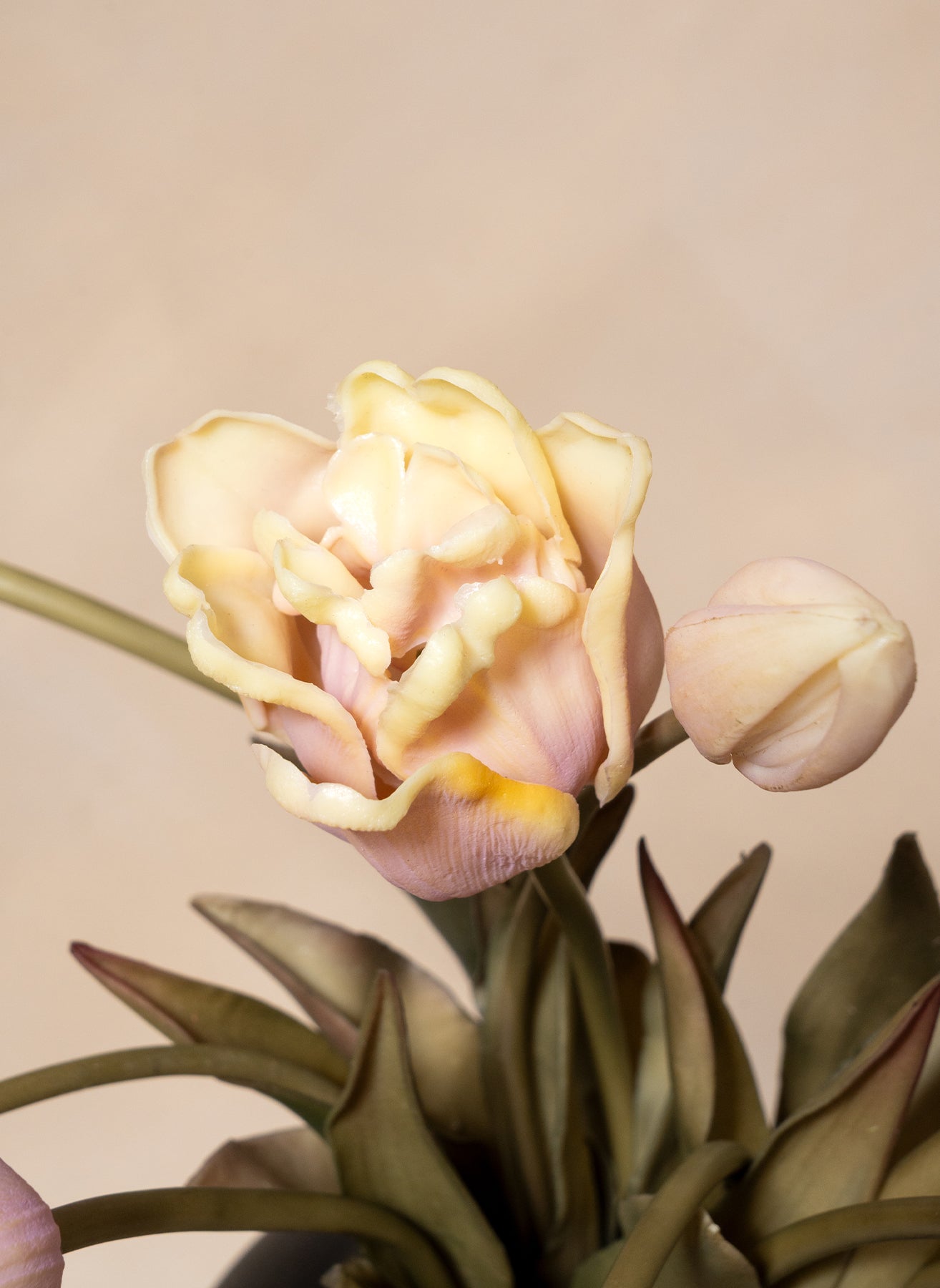 Tulipes Perroquet - Violet