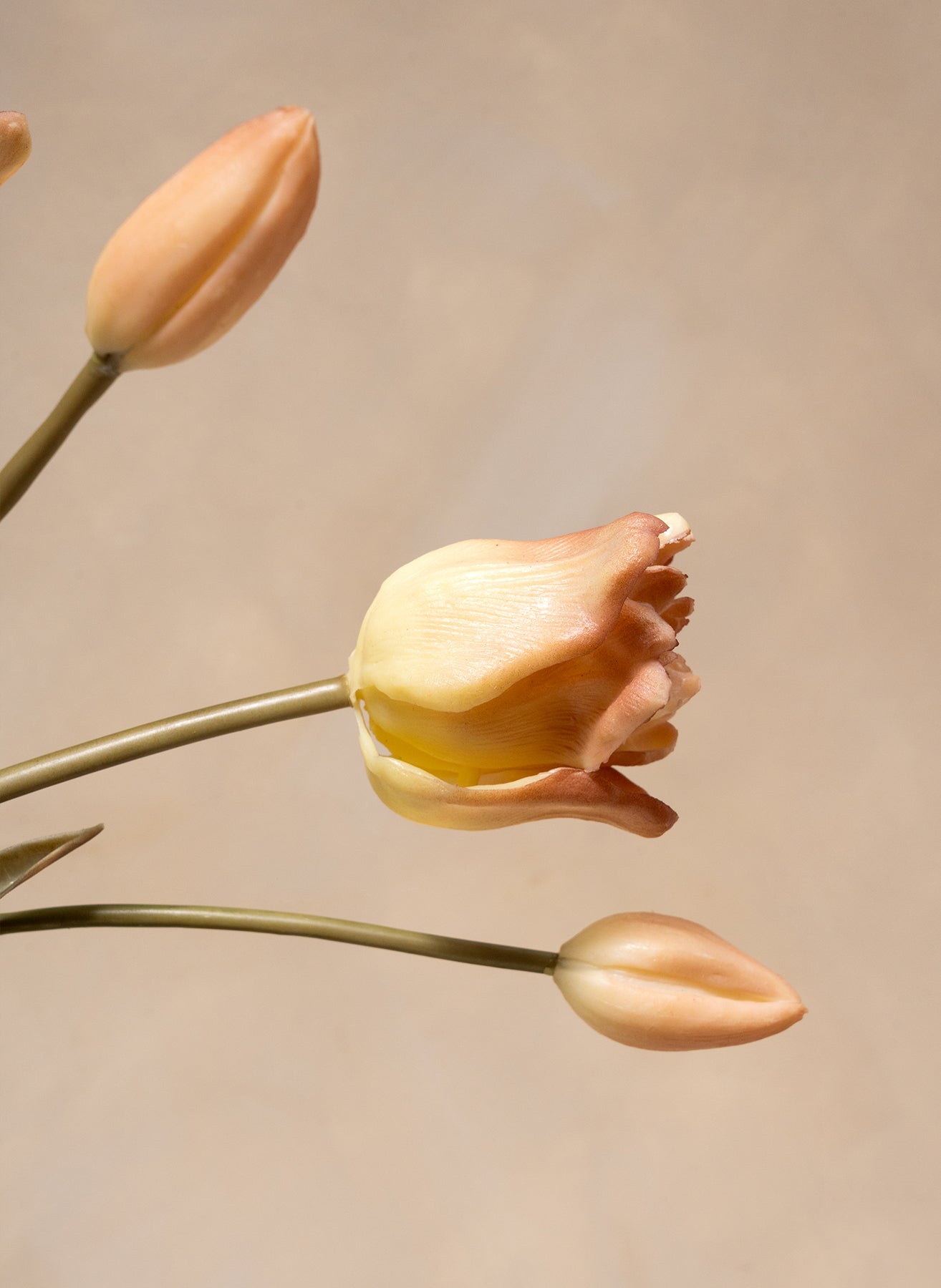 Tulipes Perroquet - Café