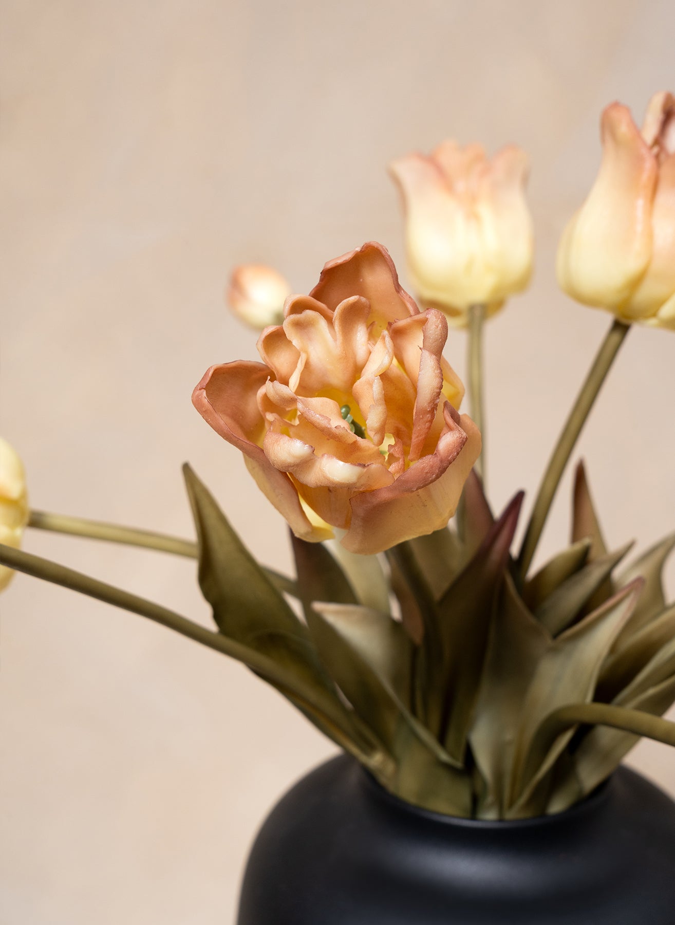 Tulipes Perroquet - Café