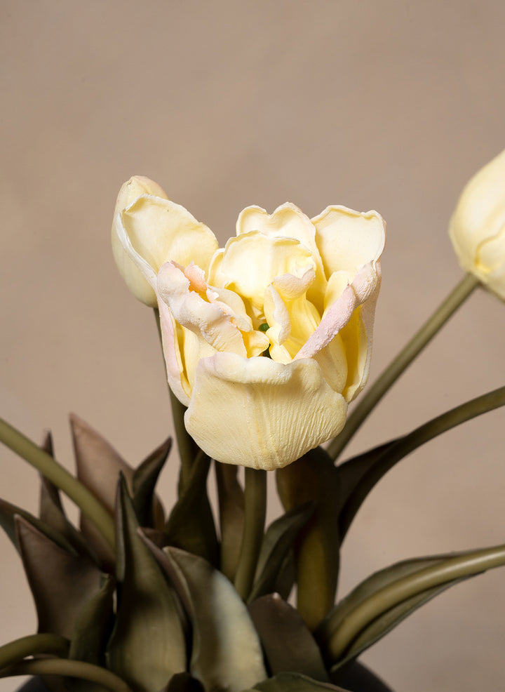 Tulipes Automne - Blanc