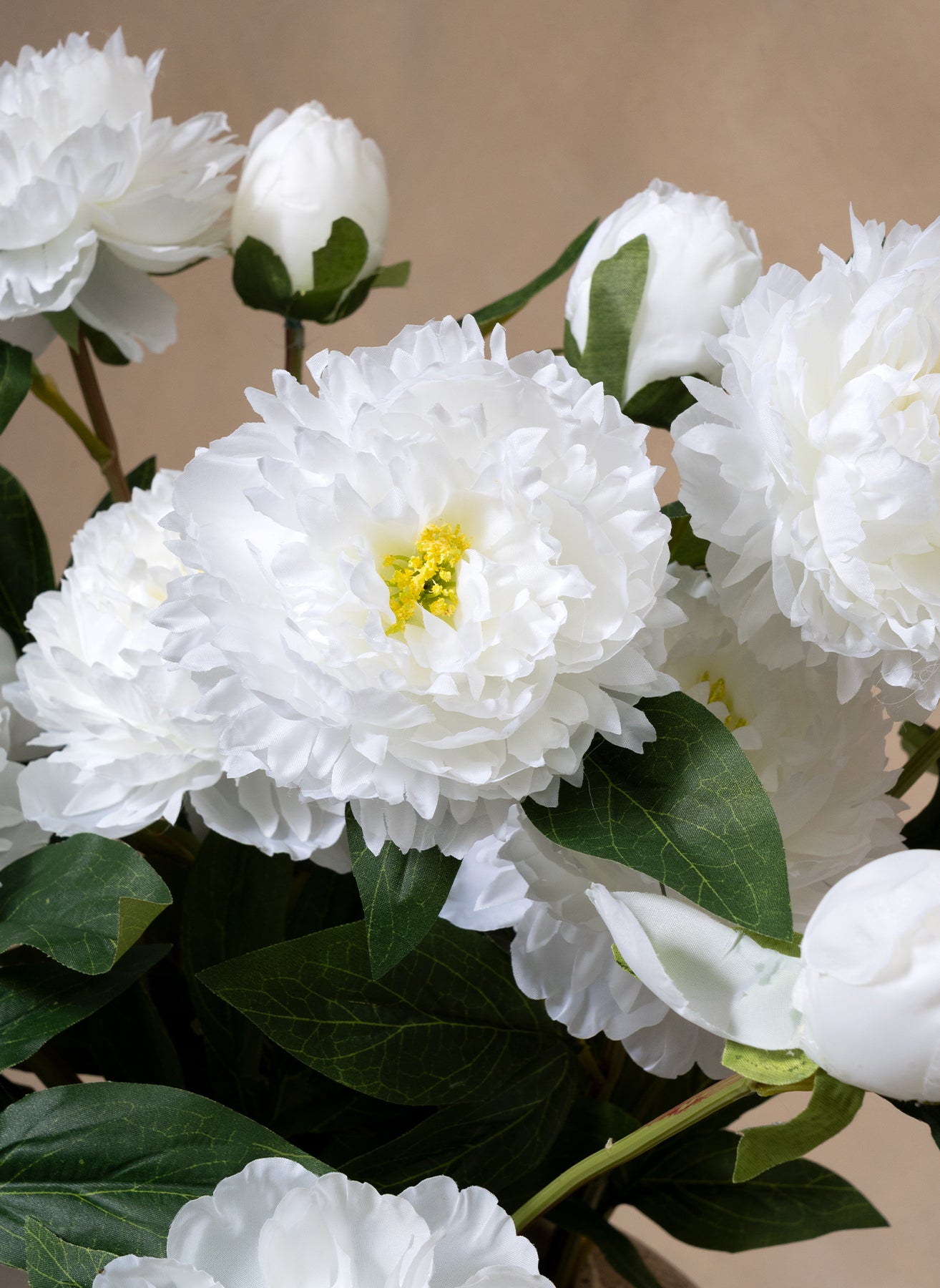 Pivoines - Blanc (6 tiges / 18 têtes de fleurs)