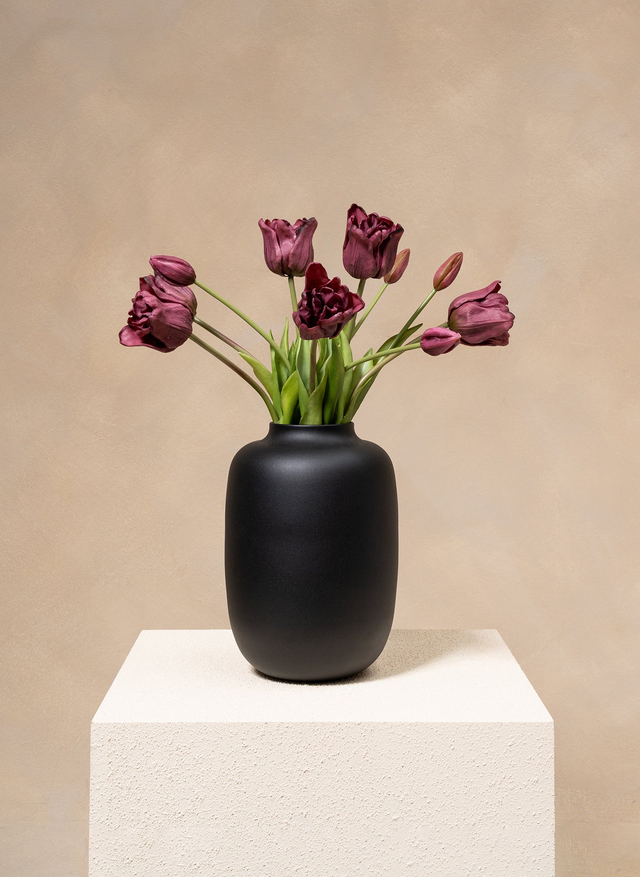 Tulipes Perroquet - Mauve