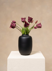 Tulipes Perroquet - Mauve