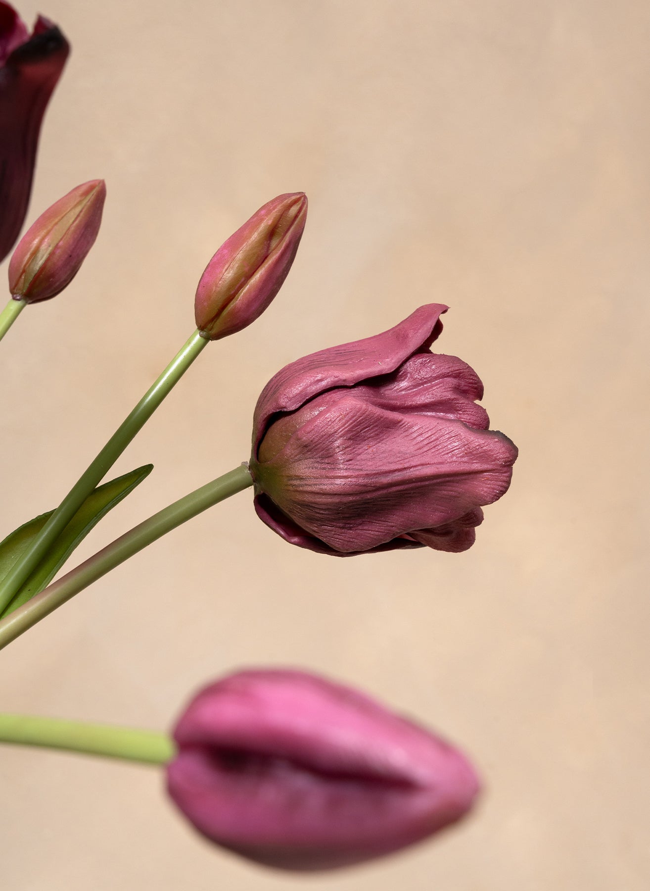 Tulipes Perroquet - Mauve
