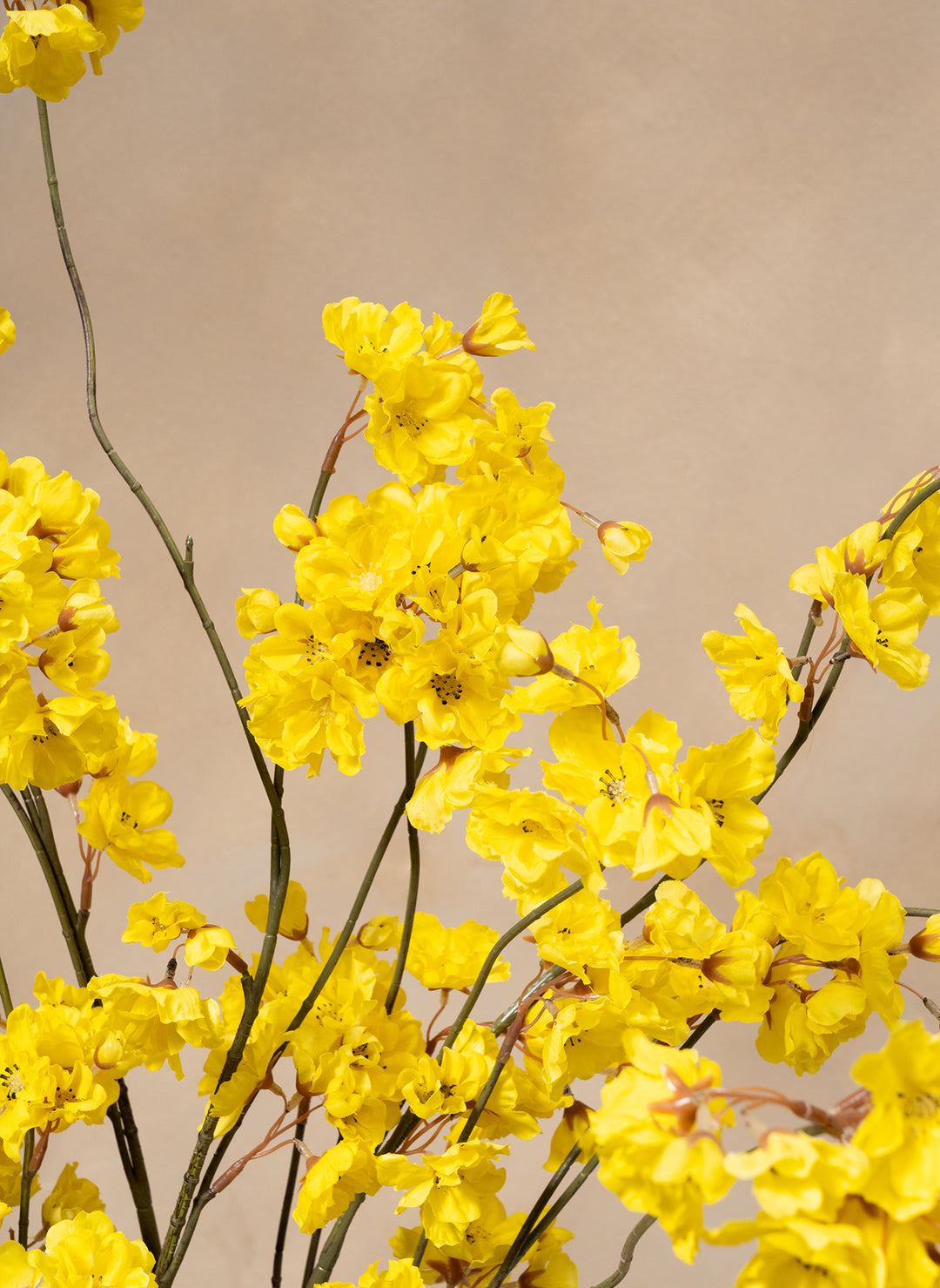 Jasmin d’hiver – Jaune