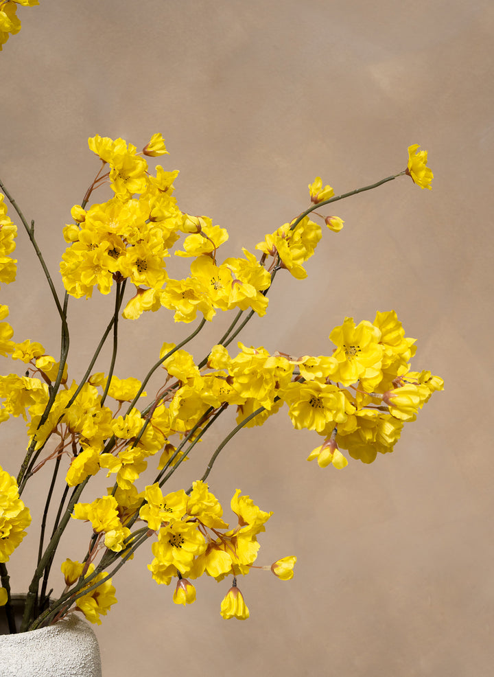 Jasmin d’hiver – Jaune