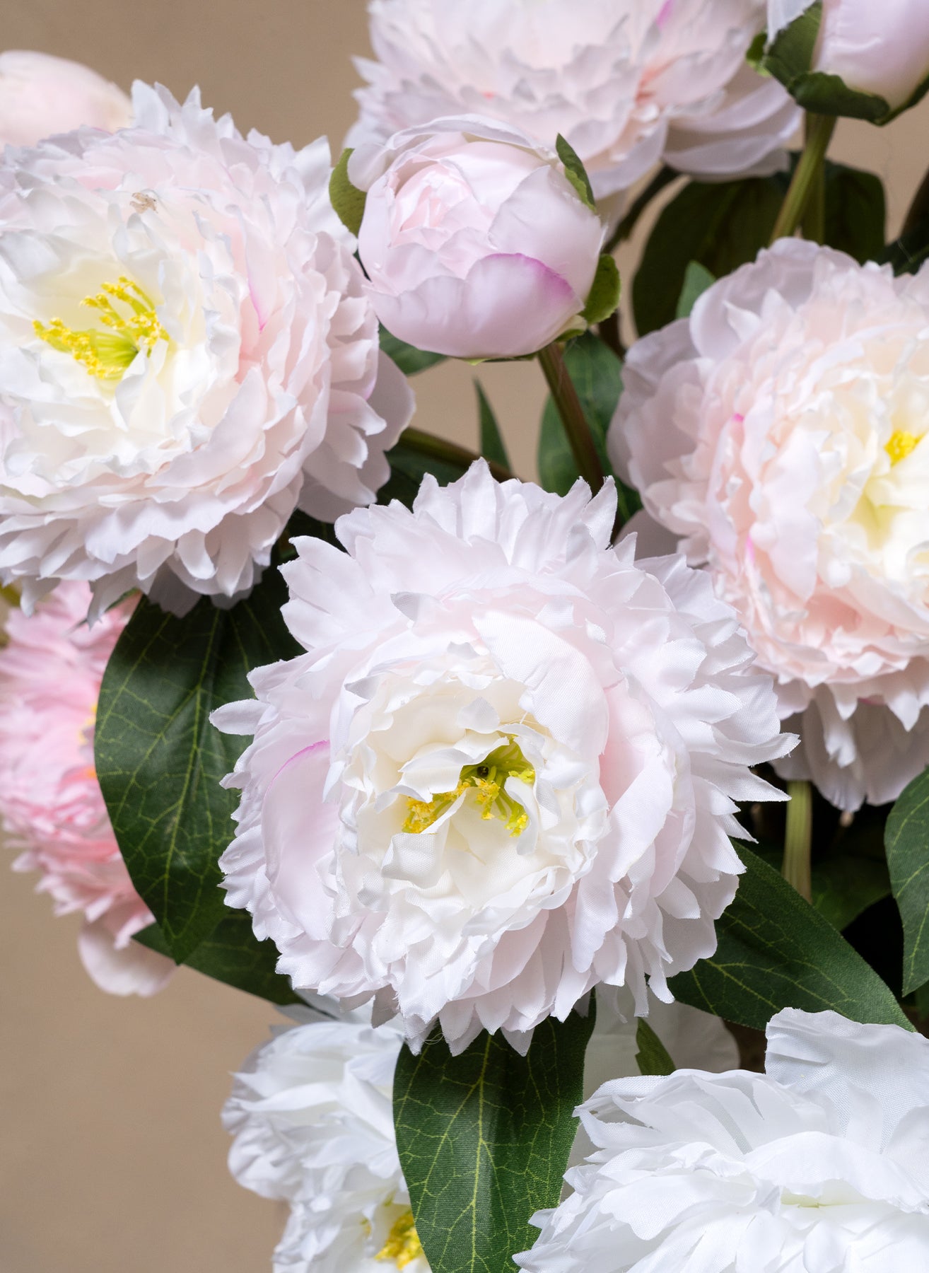 Pivoines - Mélange (6 tiges / 18 têtes de fleurs)