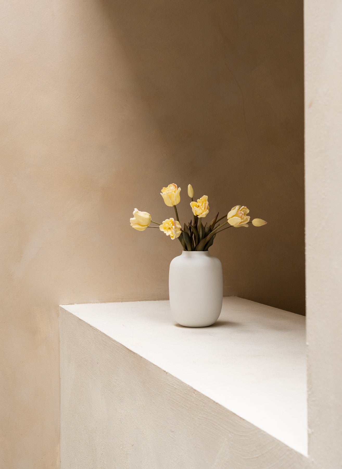 Tulipes Perroquet - Blanc