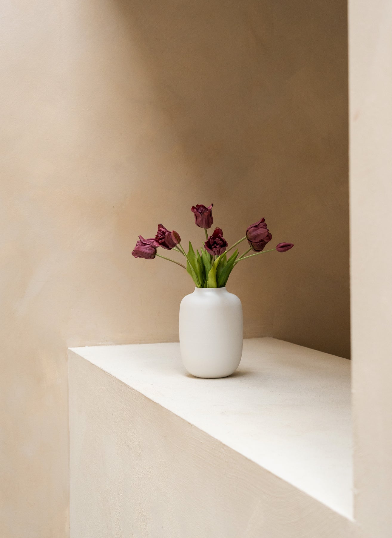 Tulipes Perroquet - Mauve
