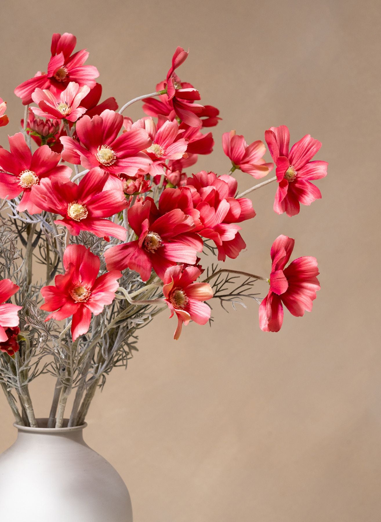 Fleurs de Marguerite - Fuchsia rose (10 tiges)