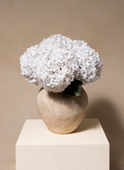 Grande Hortensia (5 tiges) - Blanc