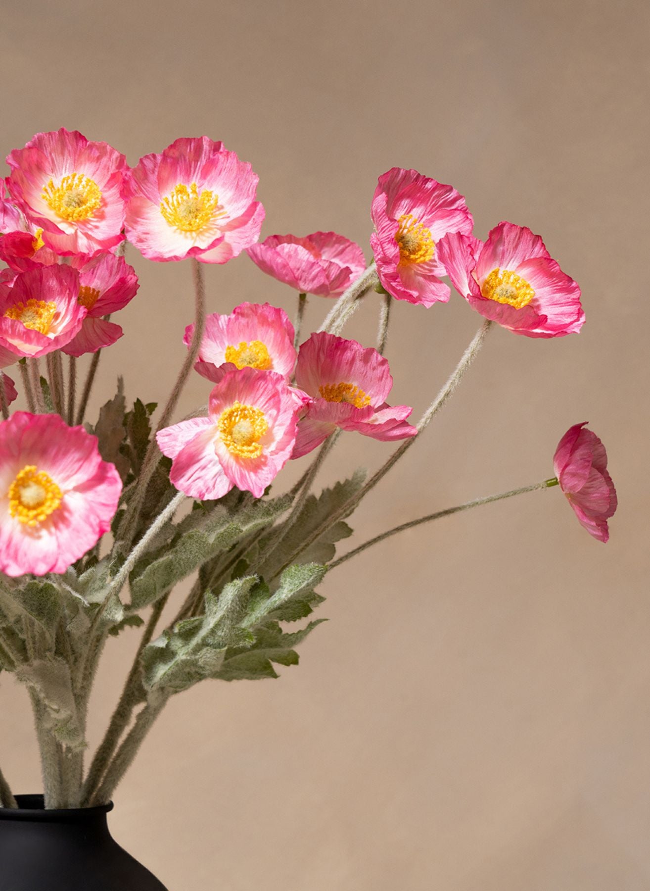 Coquelicots - Rose (10 tiges)