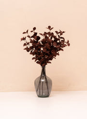 Eucalyptus - Brun (5 tiges)